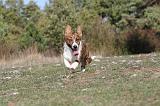 CORGI CARDIGAN 038